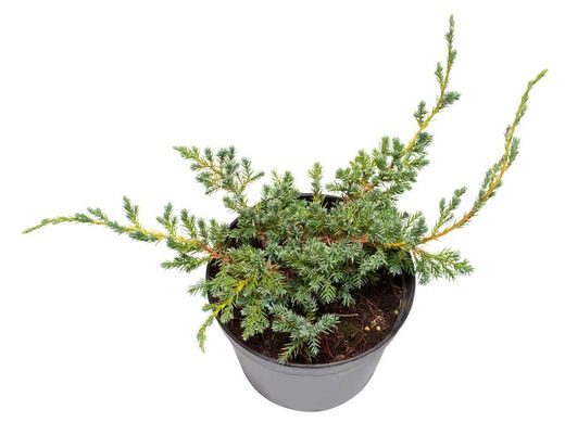 Juniperus horizontalis "Blue chip"