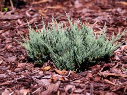 Juniperus horizontalis "Blue chip"