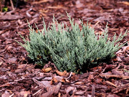 Juniperus horizontalis "Blue chip"