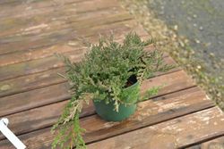 Juniperus horizontalis "Príncipe de Gales"