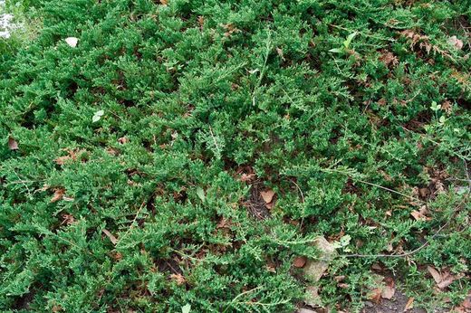 Juniperus horizontalis "Príncipe de Gales"