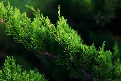 Juniperus media Mint julep