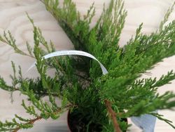 Juniperus media Mint julep