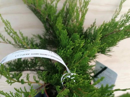 Juniperus media Mint julep