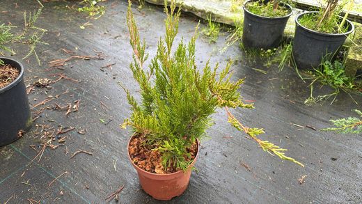 Juniperus media Mint julep