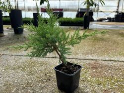 Juniperus media Mint julep