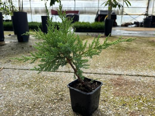 Juniperus media Mint julep