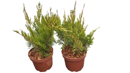 Juniperus media Mint julep