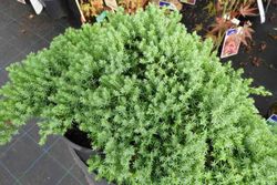 Juniperus procumbens 'nana'. Zimbro rastejante