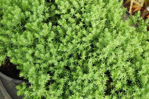 Juniperus procumbens 'nana'. Zimbro rastejante