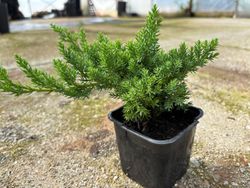 Juniperus procumbens 'nana'. Zimbro rastejante