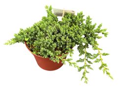 Juniperus procumbens 'nana'. Zimbro rastejante