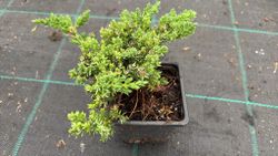 Juniperus procumbens 'nana'. Genévrier rampant
