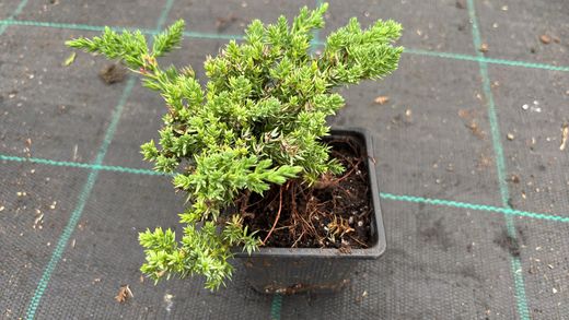 Juniperus procumbens 'nana'. Genévrier rampant
