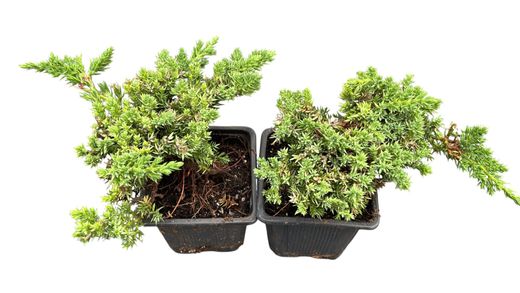 Juniperus procumbens 'nana'. Genévrier rampant