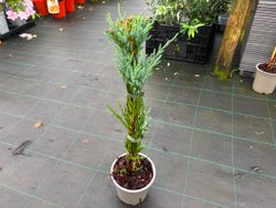 Juniperus scopulorum ‘Blue Arrow’, genévrier bleu colonnaire