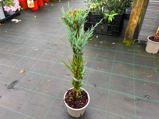 Juniperus scopulorum ‘Blue Arrow’, genévrier bleu colonnaire