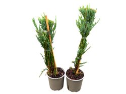 Juniperus scopulorum ‘Blue Arrow’, genévrier bleu colonnaire