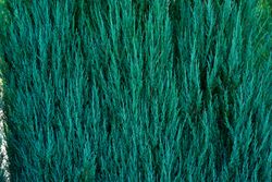 Juniperus scopulorum ‘Blue Arrow’, genévrier bleu colonnaire