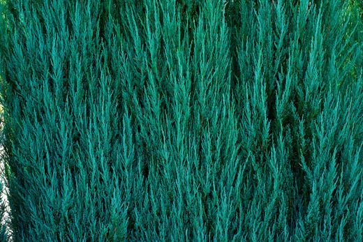 Juniperus scopulorum ‘Blue Arrow’, genévrier bleu colonnaire