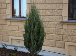 Juniperus scopulorum ‘Blue Arrow’, genévrier bleu colonnaire