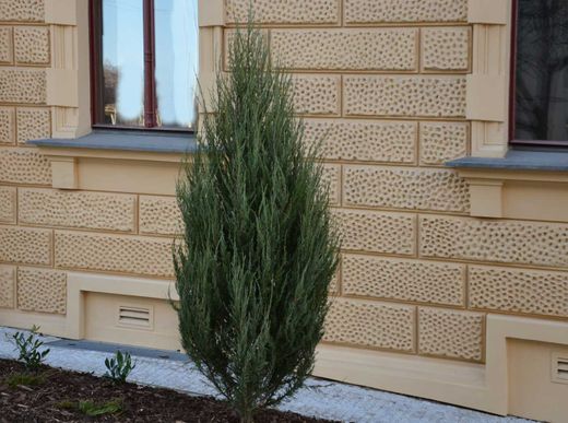 Juniperus scopulorum ‘Blue Arrow’, genévrier bleu colonnaire