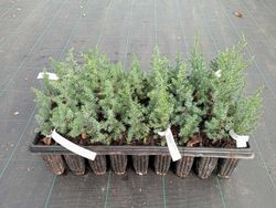 Juniperus thurifera, sabina albar o enebra en alveolo forestal