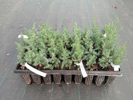 Juniperus thurifera, sabina albar o enebra en alveolo forestal