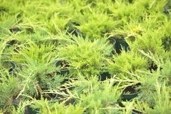 Juniperus x media "Old gold"