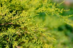 Juniperus x media "Old gold"