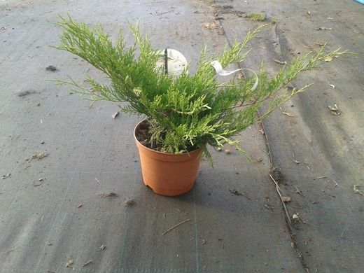 Juniperus x media "Old gold"