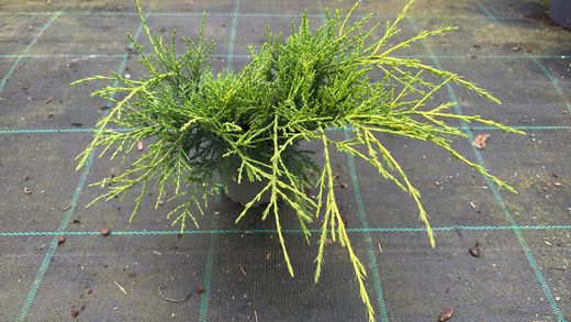 Juniperus x media "Old gold"