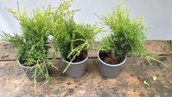 Juniperus x media "Old gold"