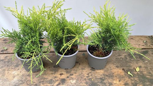 Juniperus x media "Old gold"