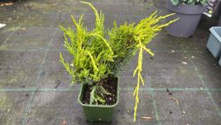 Juniperus x media "Old gold"