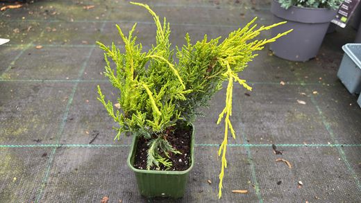 Juniperus x media "Old gold"
