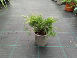 Juniperus x pfitzeriana "Gold star​"
