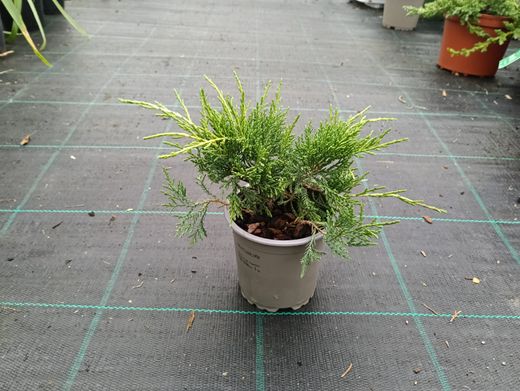 Juniperus x pfitzeriana "Gold star​"