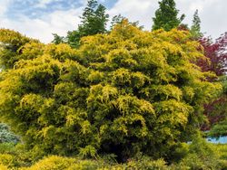Juniperus x pfitzeriana "Gold star​"