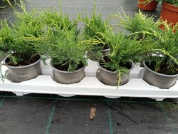 Juniperus x pfitzeriana "Gold star​"