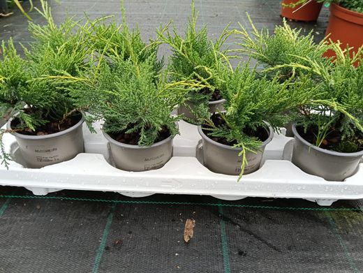 Juniperus x pfitzeriana "Gold star​"