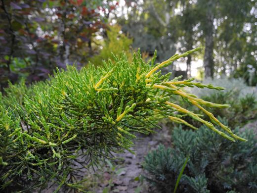 Juniperus x pfitzeriana "Gold star​"