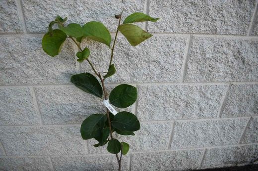 Kaki fuyu