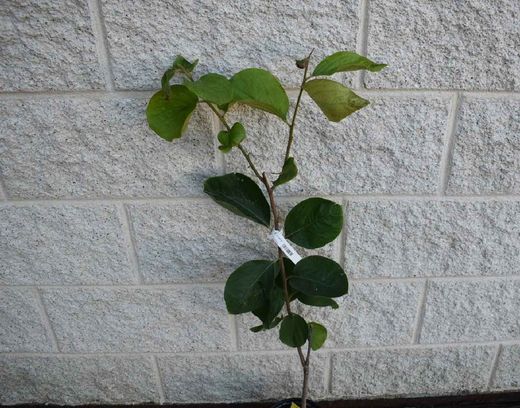 Kaki fuyu