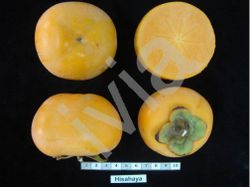 Kaki Isahaya – Diospyros kaki