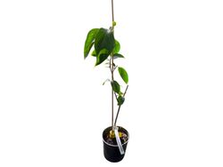 Kaki Isahaya – Diospyros kaki