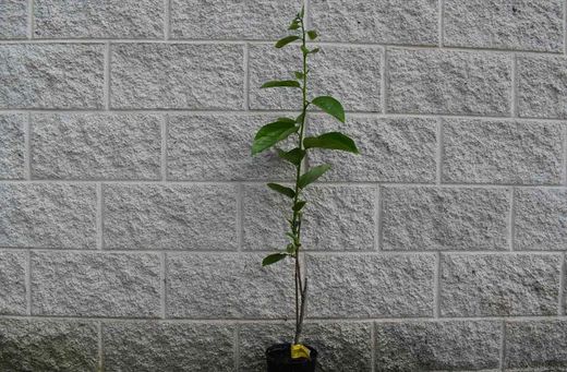 Kaki jiro. Dyospyrus kaki Jiro