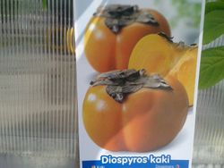 Kaki jiro. Dyospyrus kaki Jiro