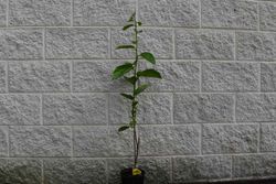 Kaki jiro. Dyospyrus kaki Jiro