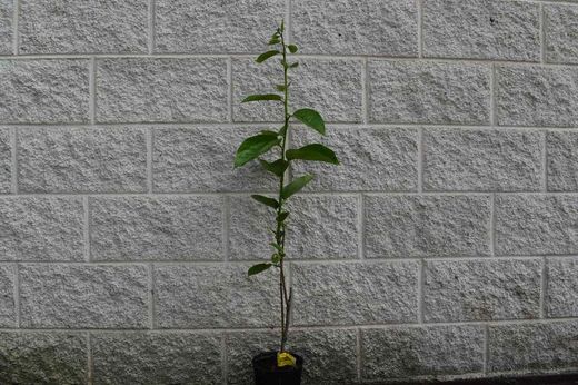 Kaki jiro. Dyospyrus kaki Jiro